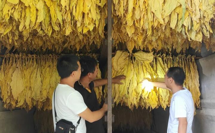 福泉：生物质颗粒智能化烘烤 助力烤烟产业提质增效