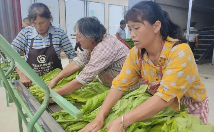 福泉：生物质颗粒智能化烘烤 助力烤烟产业提质增效