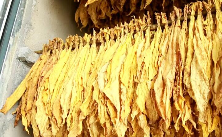 湖南嘉禾：生物质烤房点“绿”成“金”