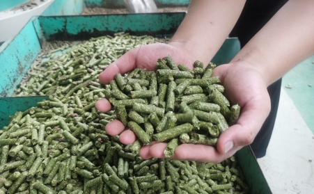 河北生物质午夜福利WWW在线观看加工的颗粒为什么会变黑？