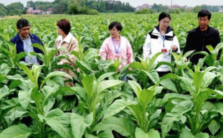 江西吉安：生物质烘烤 &ldquo;点燃&rdquo; 烟叶产业绿色转型之路