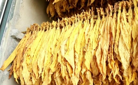 镇安万亩烤烟进入采烤期 生物质燃料引领产业升级